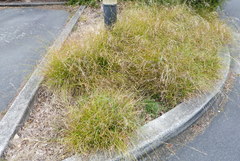 Carex divulsa