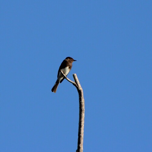 iNaturalist observation photo of Black Phoebe