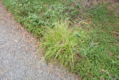 Carex divulsa