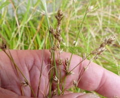 Carex divulsa