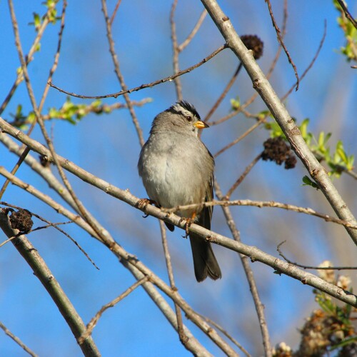 iNaturalist observation photo of White-crowned Sparrow