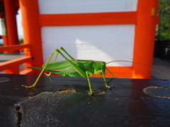 Tettigonia orientalis