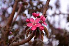 Malus micromalus
