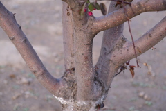 Malus micromalus
