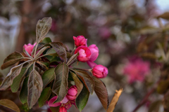 Malus micromalus