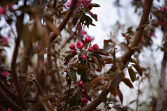 Malus micromalus