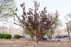Malus micromalus