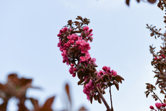 Malus micromalus