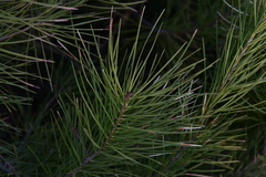 Pinus bungeana