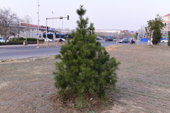 Pinus bungeana