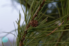 Pinus bungeana