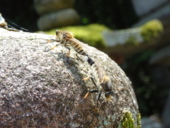 Promachus yesonicus