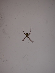 Argiope aetheroides