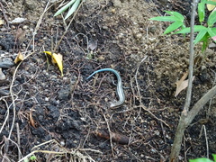 Plestiodon japonicus