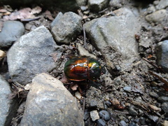 Phelotrupes auratus