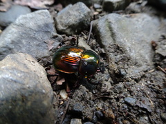 Phelotrupes auratus