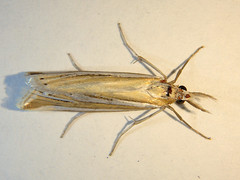 Hednota relatalis