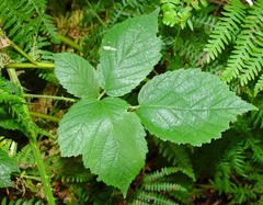 Rubus adenanthoides