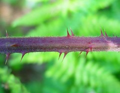 Rubus adenanthoides