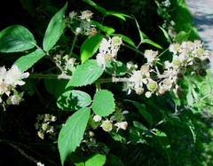 Rubus adenanthoides