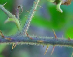 Rubus adenanthoides