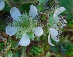 Rubus adenanthoides