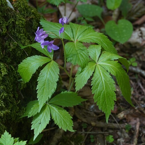 Five-leaflet Bittercress (Cardamine pentaphyllos)