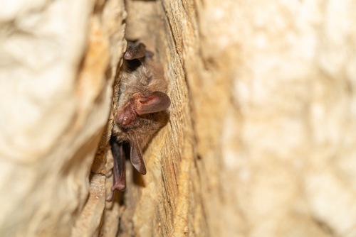 Bechstein's Myotis