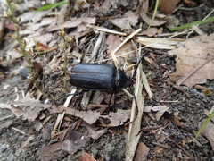 Prionus insularis