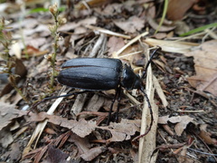 Prionus insularis