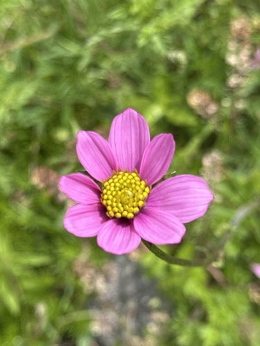Cosmos peucedanifolius, photograph 5