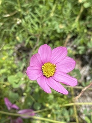 Cosmos peucedanifolius, photograph (c) Rosario Douglas, some rights reserved (CC BY)