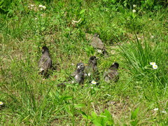 Spodiopsar cineraceus