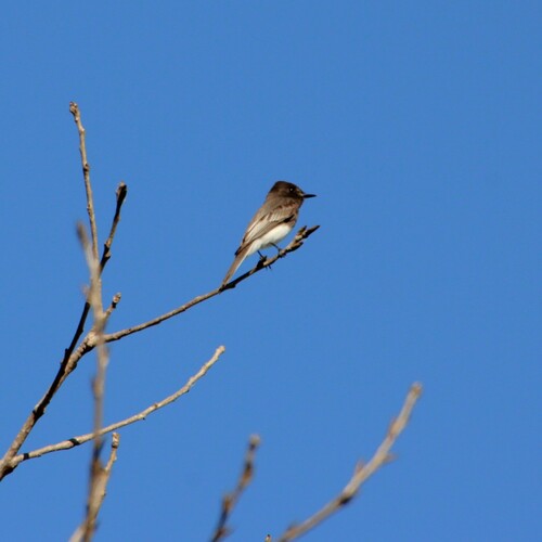 iNaturalist observation photo of Black Phoebe