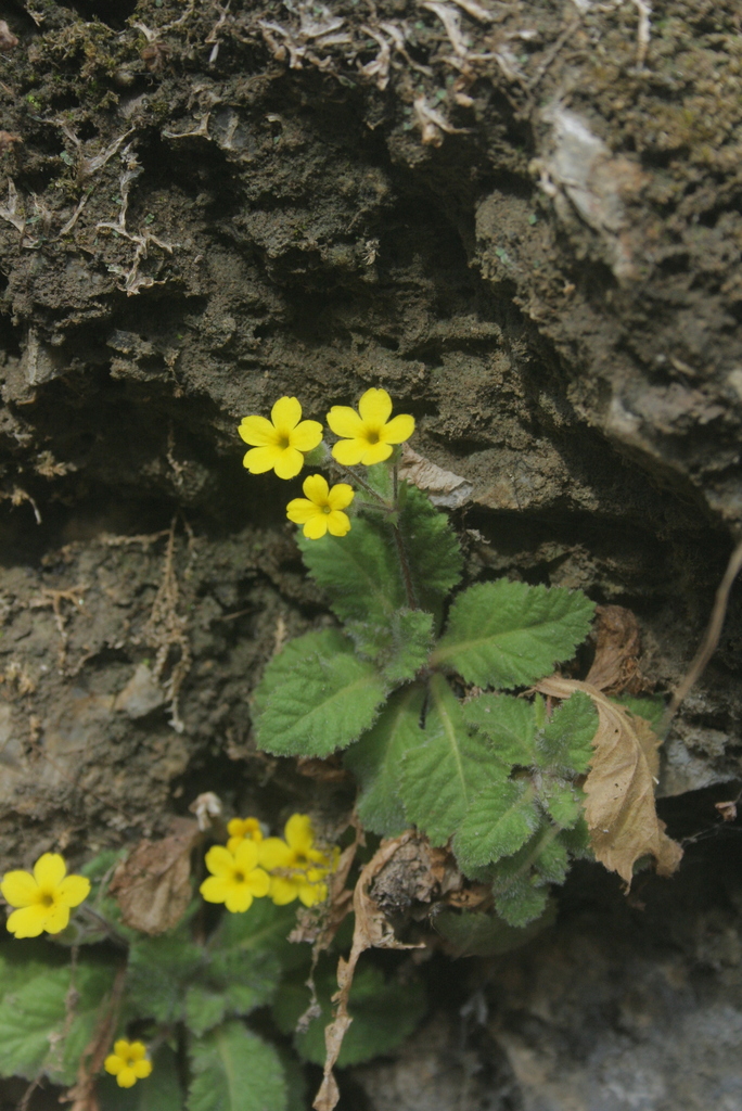 buttercup primrose
