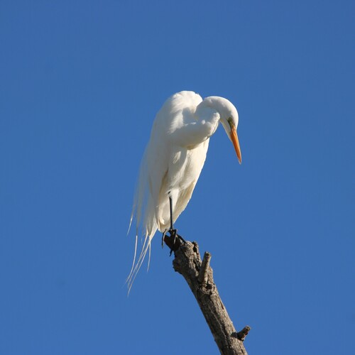 iNaturalist observation photo of Great Egret