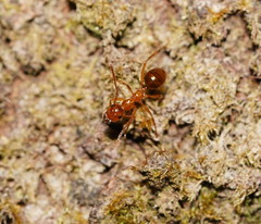 Notoncus spinisquamis