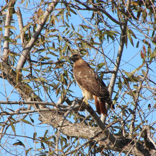 iNaturalist observation photo of Red-tailed Hawk