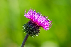 Carduus defloratus