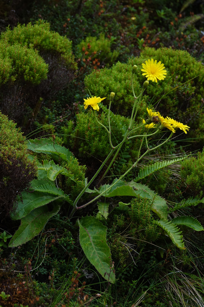 Azorean hawkbit