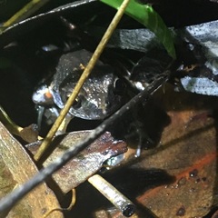 Uperoleia laevigata