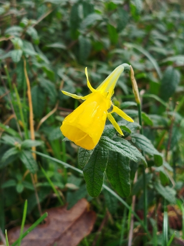Petticoat daffodil