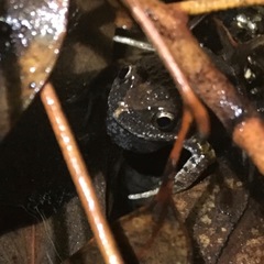 Uperoleia laevigata