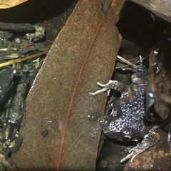 Uperoleia laevigata