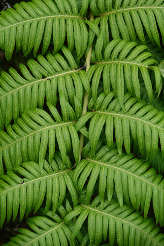 European chain fern