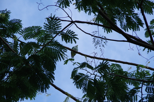 Grey-green Fruit Dove (Ptilinopus purpuratus), photo 2