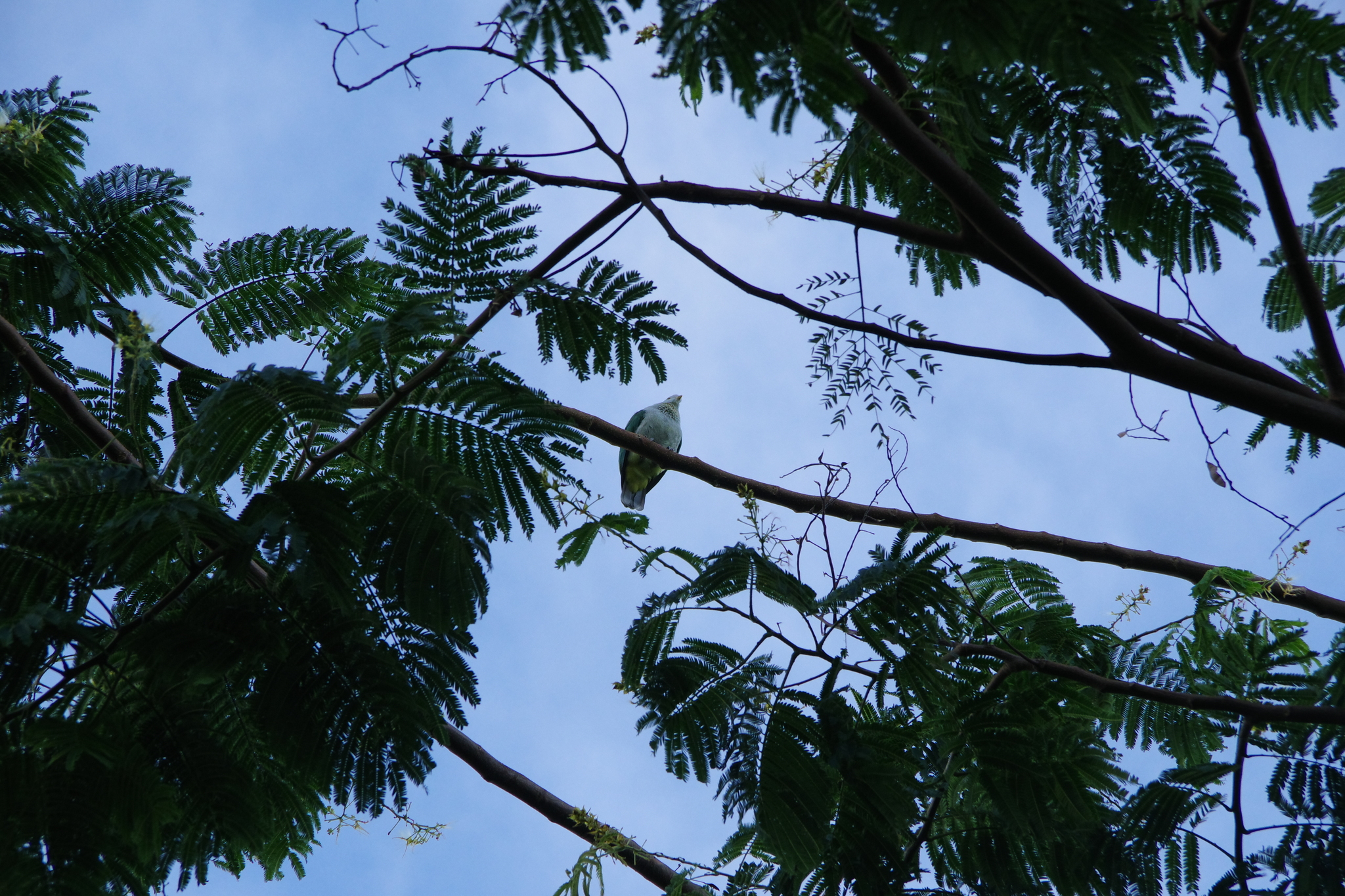 Grey-green Fruit Dove (Ptilinopus purpuratus), photo 2