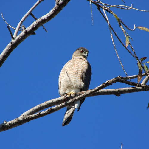 iNaturalist observation photo of Cooper's Hawk
