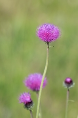 Carduus defloratus