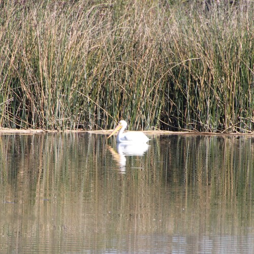 iNaturalist observation photo of American White Pelican